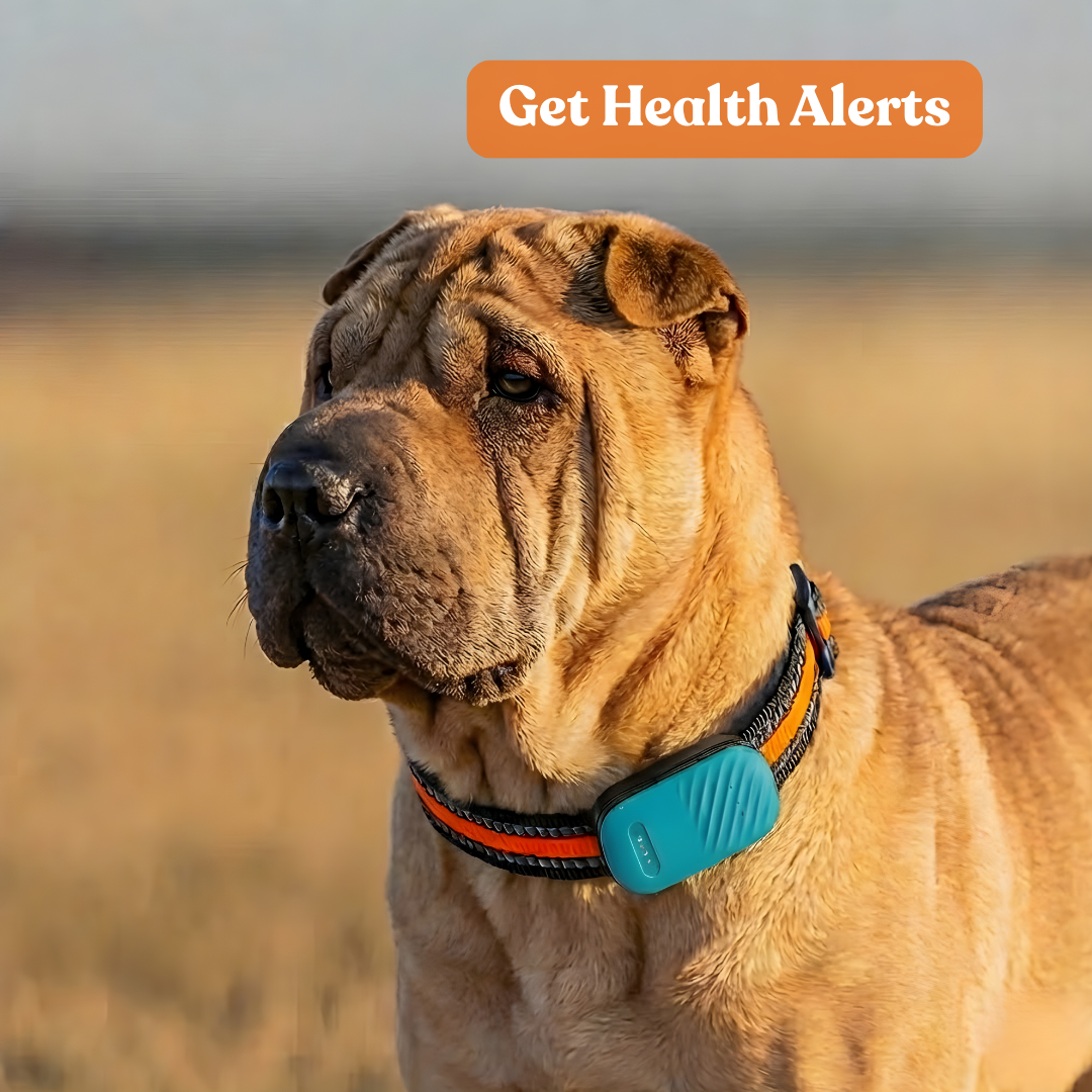 Paws Domain Smart Tracker