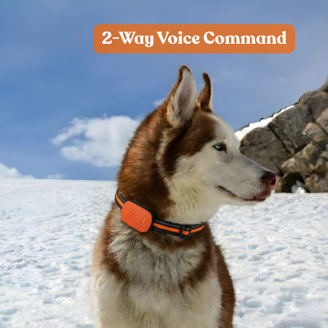 Paws Domain Smart Tracker